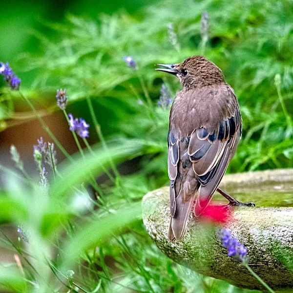 Goodbye Traditional Bird Baths — There's An Amazon Find Inspired By Clawfoot Tubs