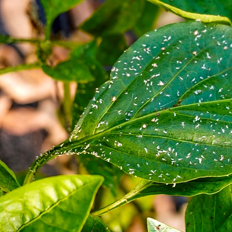 Not Soap: Use This Bathroom Staple To Keep Whiteflies Out Of The Garden