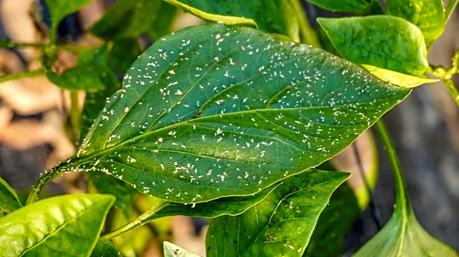 Not Soap: Use This Bathroom Staple To Keep Whiteflies Out Of The Garden