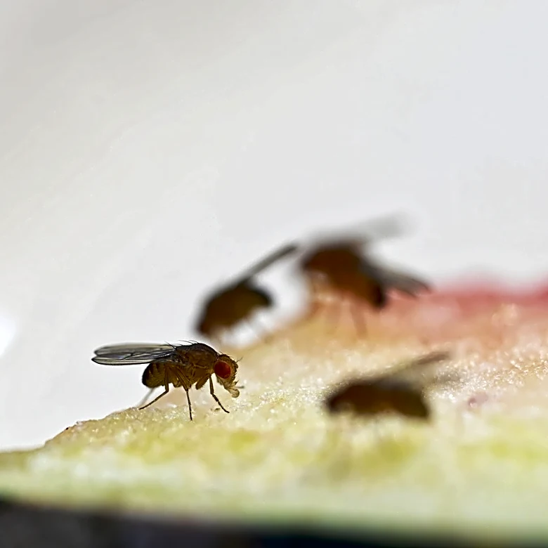 How To Trap Fruit Flies With An Overlooked Solution From Your Pantry