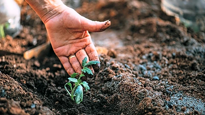 Do Seeds Germinate Faster In Light Or Dark?
