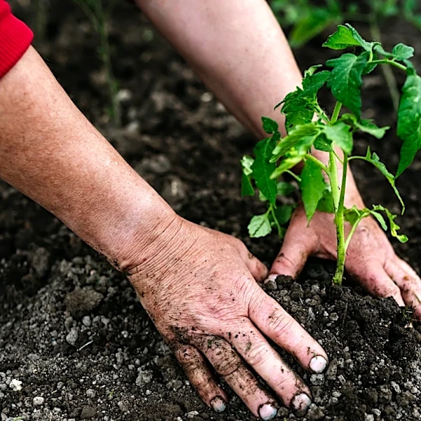 Not Straw Or Compost: The Eco-Friendly Mulch That Your Tomatoes Will Love