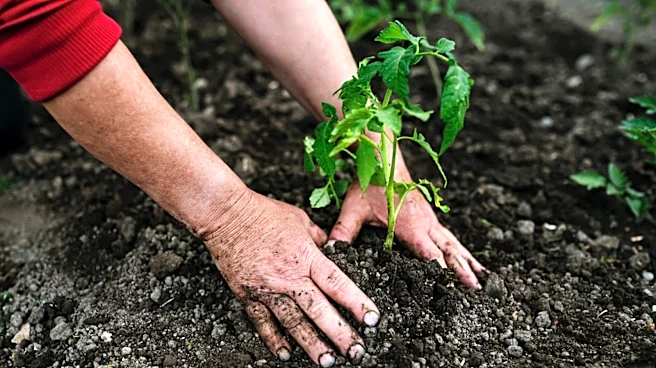Not Straw Or Compost: The Eco-Friendly Mulch That Your Tomatoes Will Love