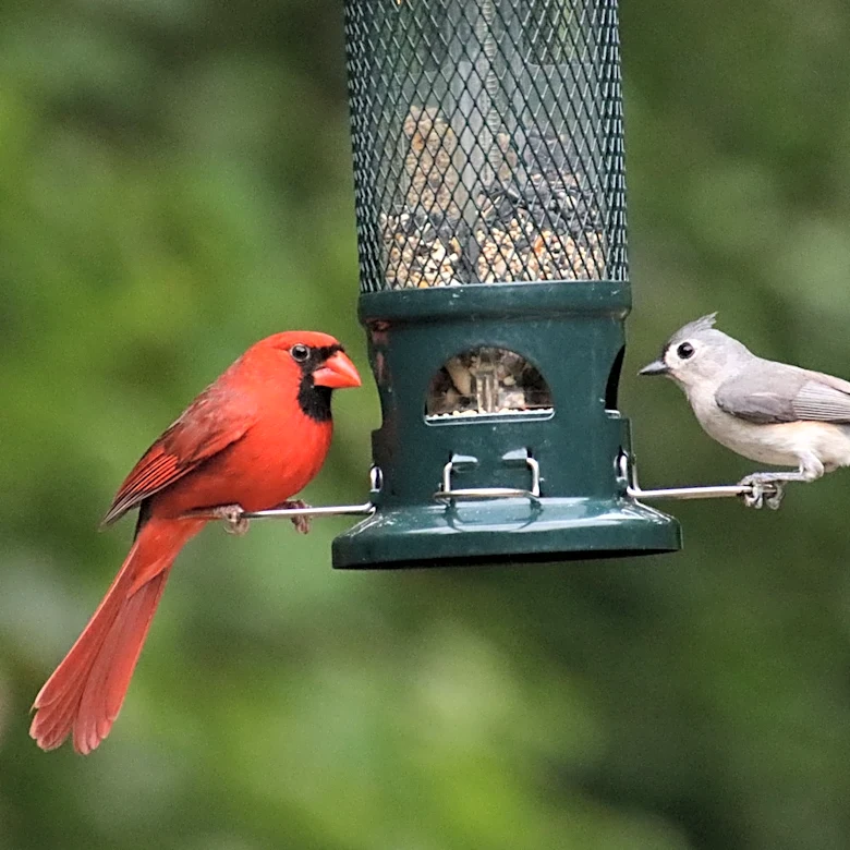 No Hanging Bird Feeders: The Simple Solution From Amazon Perfect For Your Backyard