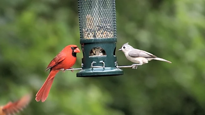 No Hanging Bird Feeders: The Simple Solution From Amazon Perfect For Your Backyard