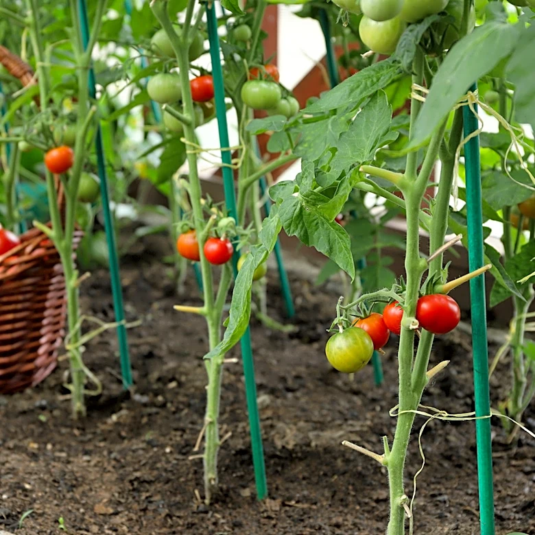 The Dinner Table Scrap That You Can Use As A Powerful Tomato Fertilizer