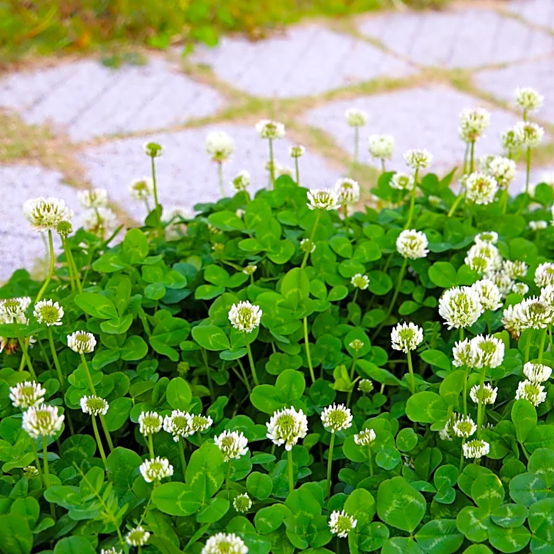 Why Is Clover Taking Over Your Yard?