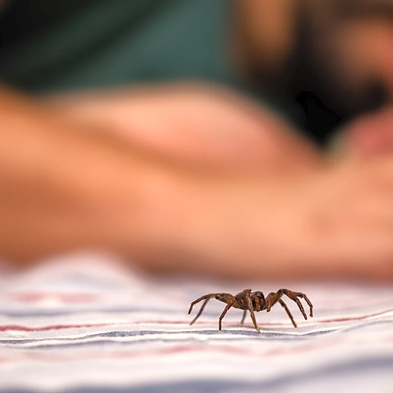 Don't Mistake It For A Tarantula: How To Identify Mouse Spiders In Your Home Or Yard