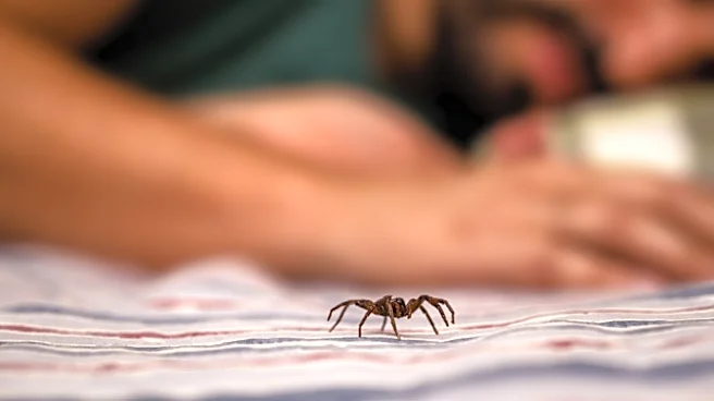 Don't Mistake It For A Tarantula: How To Identify Mouse Spiders In Your Home Or Yard