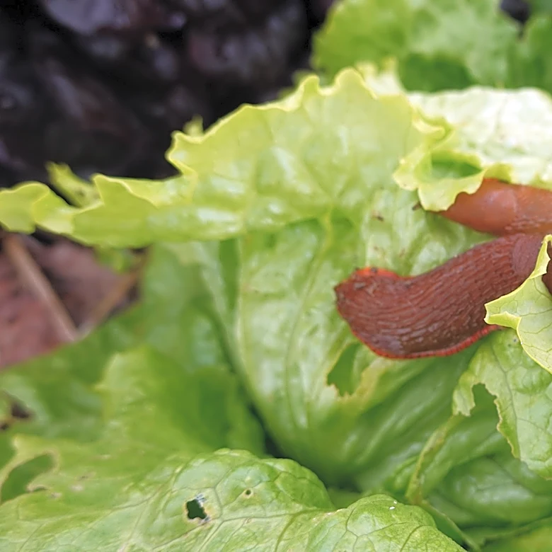 This Overlooked Scrap Instead Of Coffee Grounds Could Deter Slugs