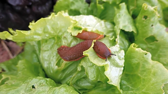 This Overlooked Scrap Instead Of Coffee Grounds Could Deter Slugs