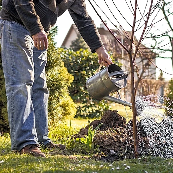 Bolder Than Crepe Myrtle: The Purple Flowering Tree That's Low Maintenance