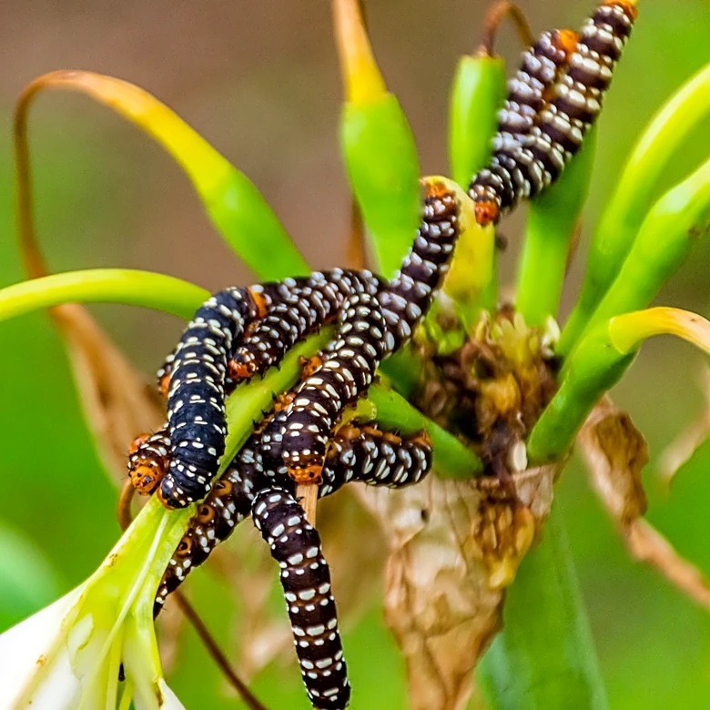Switch Things Up And Stop Garden Pests In Their Tracks With An Overlooked Solution