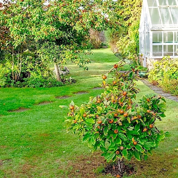 The Ancient Fruit Tree Most Gardeners Have Never Heard Of