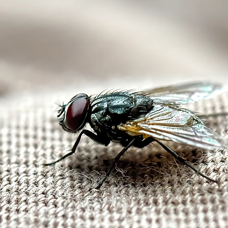 What To Do About A Sudden Fly Infestation In Your Home