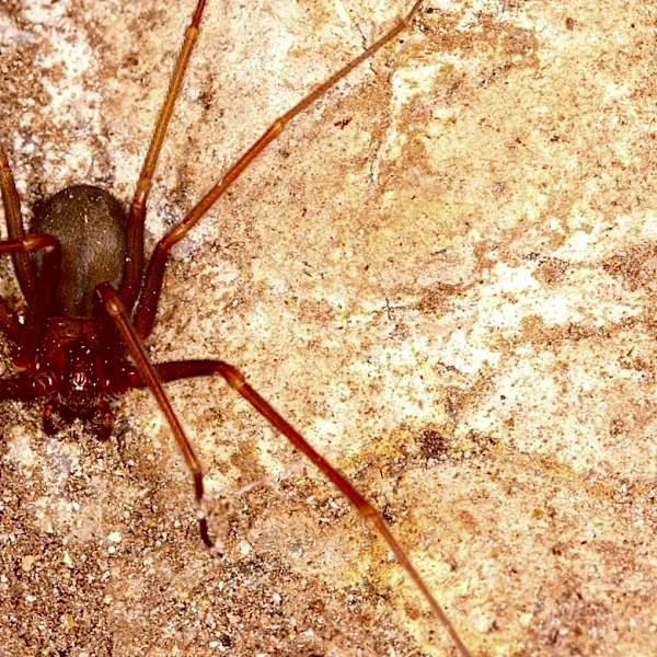 What To Do If You Spot A Brown Recluse Egg Sac In Your Home