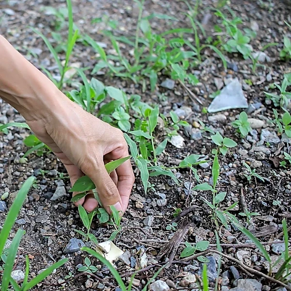 Save Your Back: Remove Weeds From Gravel Driveways With A Tool You Already Own