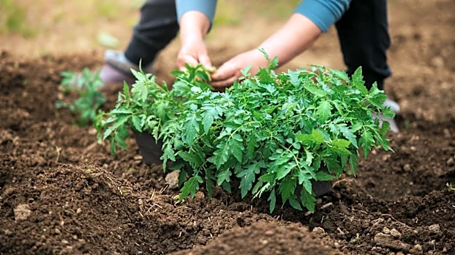 The Pantry Item You Should Be Using As An Organic Tomato Fertilizer