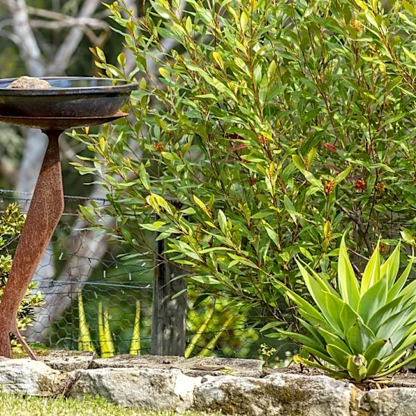 Should A Bird Bath Be Placed In The Sun Or Shade?