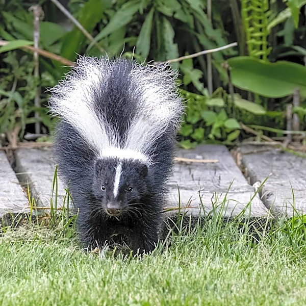 What To Remove From Your Yard Or Garden To Keep Skunks Away