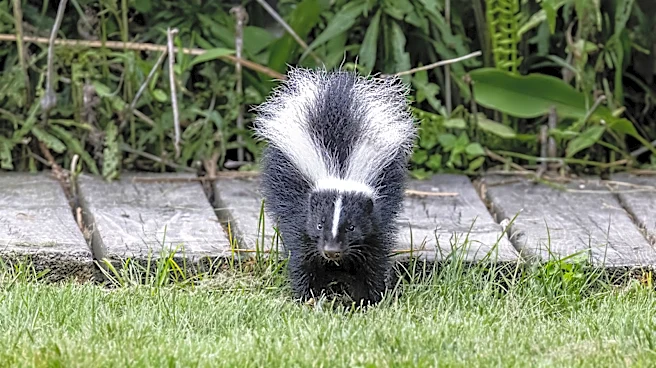 What To Remove From Your Yard Or Garden To Keep Skunks Away