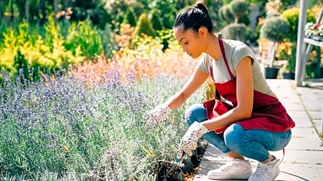 The Fragrant, Yellow-Blooming Shrub That's Just As Drought Tolerant As Lavender And Sage