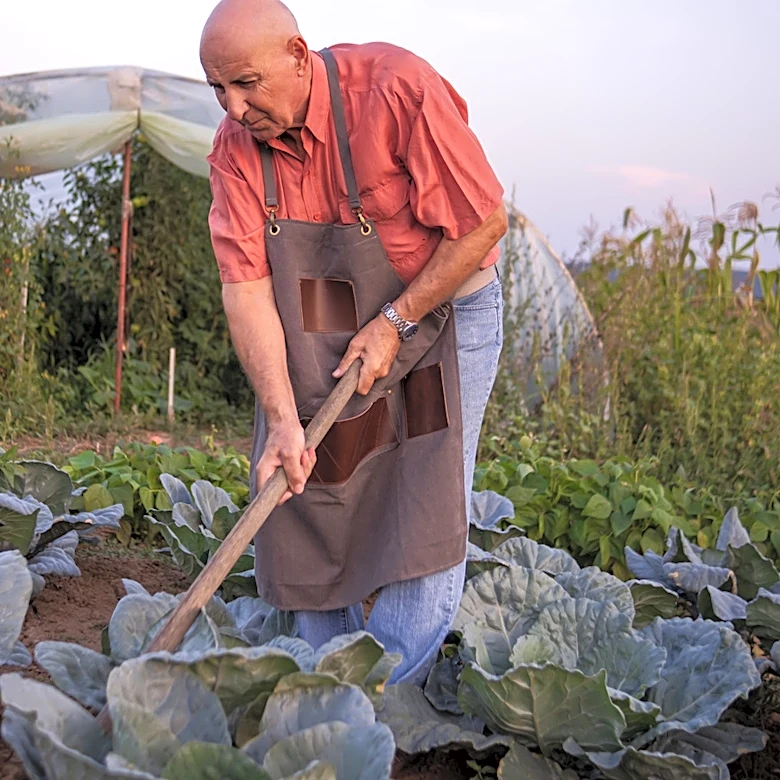 The Ancient Cabbage-Family Vegetable Gardeners Rarely Grow Anymore