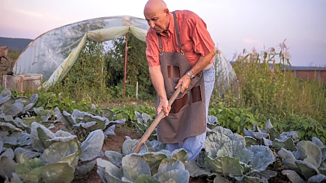 The Ancient Cabbage-Family Vegetable Gardeners Rarely Grow Anymore
