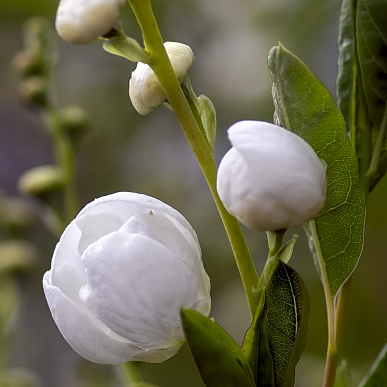 The Drought-Resistant, Flowering Shrub That Gardeners Have All But Forgotten
