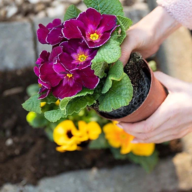 This Plant Pairing From The '70s Still Deserves A Spot In A Modern Pocket Garden