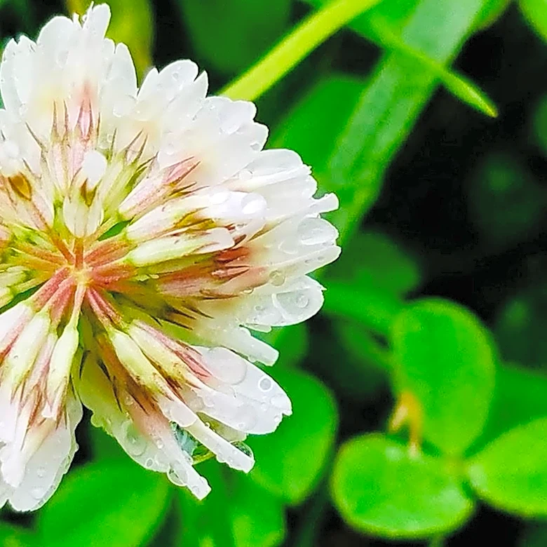 If You Are Planting A Clover Lawn, Here's Just How Fast It'll Grow