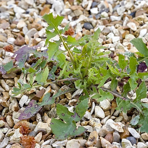 No Pulling Or Digging: The Quicker Tool For Removing Weeds From Gravel Driveways