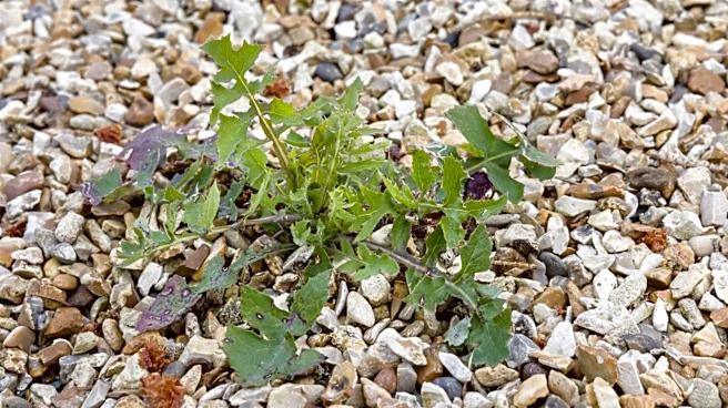 No Pulling Or Digging: The Quicker Tool For Removing Weeds From Gravel Driveways