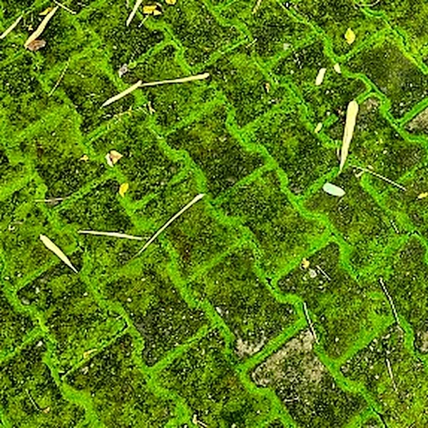 Not Vinegar: Here's A Better Solution For Removing Moss From Concrete Pavers