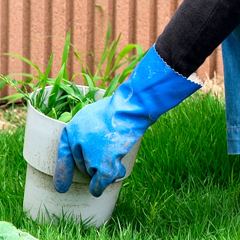 The Perennial Ground Cover You Don't Want To See Blooming In Your Lawn In August