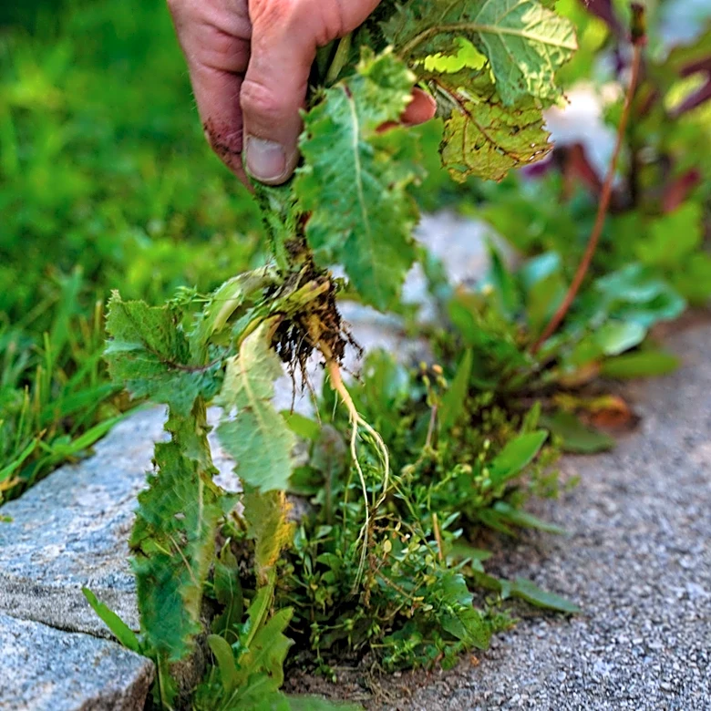 Easier Than Hand Pulling: The Amazon Tool For Removing Weeds From Driveway Edges