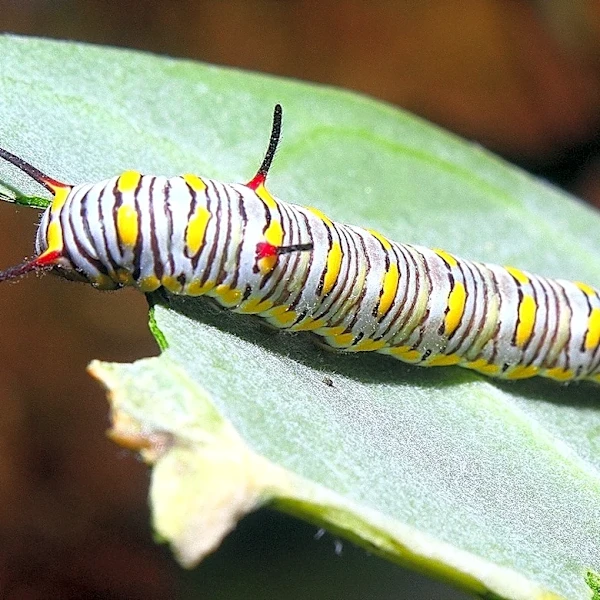 You May Want To Think Twice Before Using Flour As Pest Deterrent