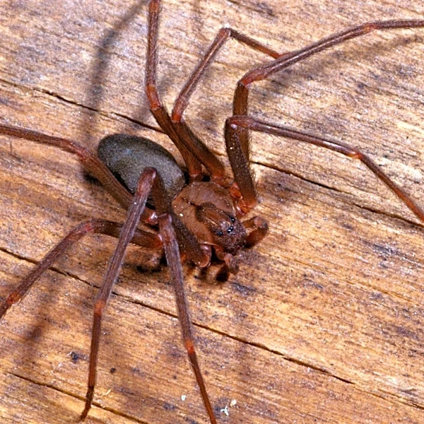 Don't Mistake It For A Brown Recluse: How To Identify A Hobo Spider In Your Home Or Yard