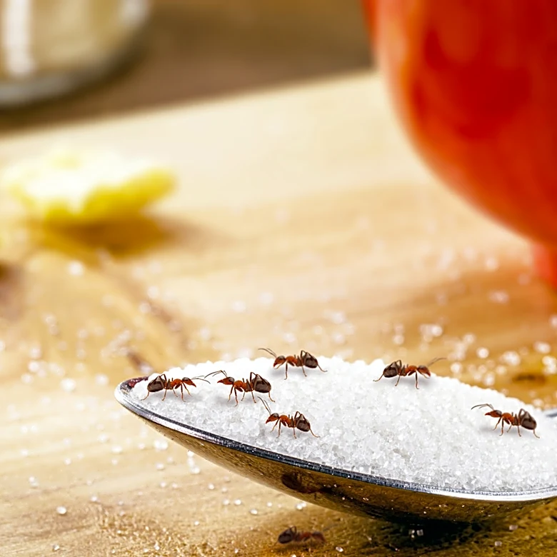 Say Goodbye To Ants Using A DIY Trap Made With Two Household Staples
