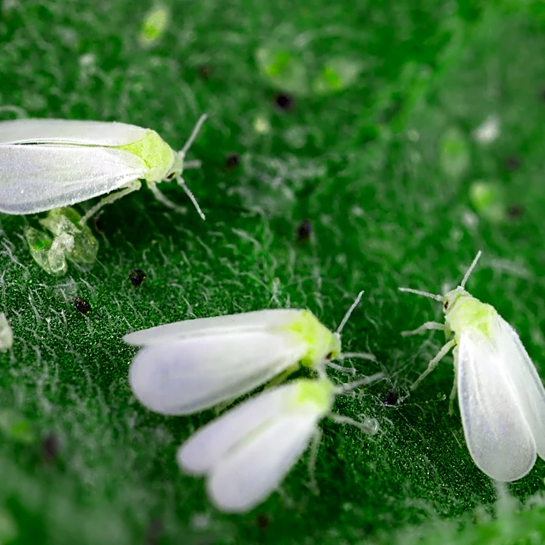 Use This Bathroom Staple To Keep Whiteflies Out Of Your Home