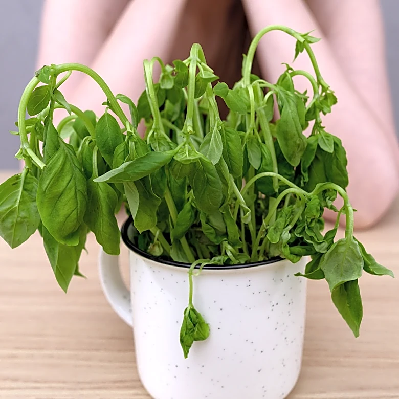 Can't Keep Herbs Alive? There's An Amazon Find That Makes It Easier