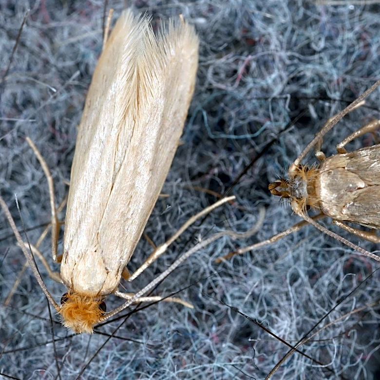 How To Repel Moths With An Overlooked Solution From Your Herb Garden