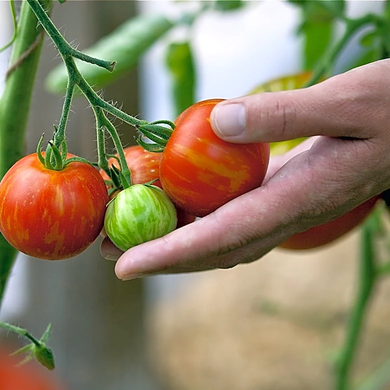 Encourage Tomato Plants To Ripen And Turn Red With A Clever Trick