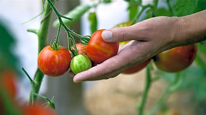 Encourage Tomato Plants To Ripen And Turn Red With A Clever Trick