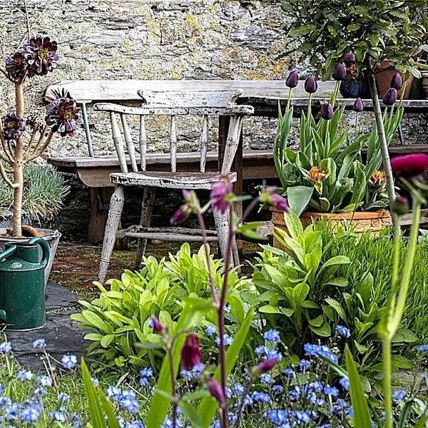 The Drought-Tolerant, Old-Fashioned Flower Gardeners Have Forgotten