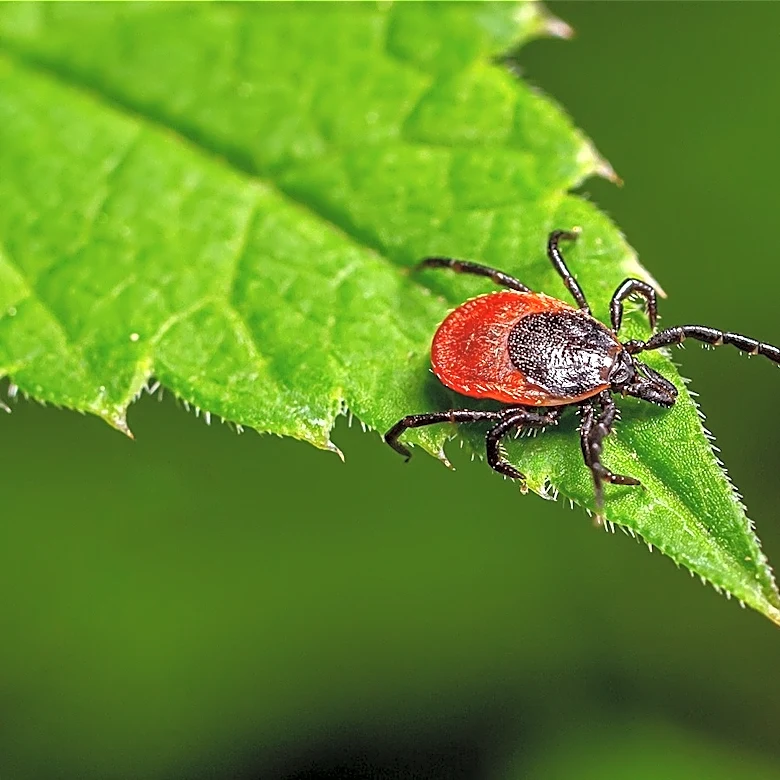 12 Common Predators That Can Help Naturally Get Rid Of Ticks In Your Yard