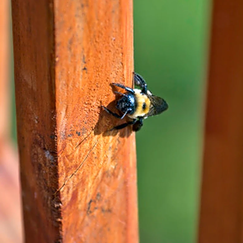 How To Get Rid Of Carpenter Bees With A Simple Solution
