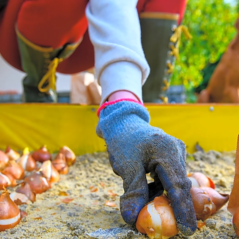 Easily Plant Bulbs With An Ancient Garden Tool That Still Works