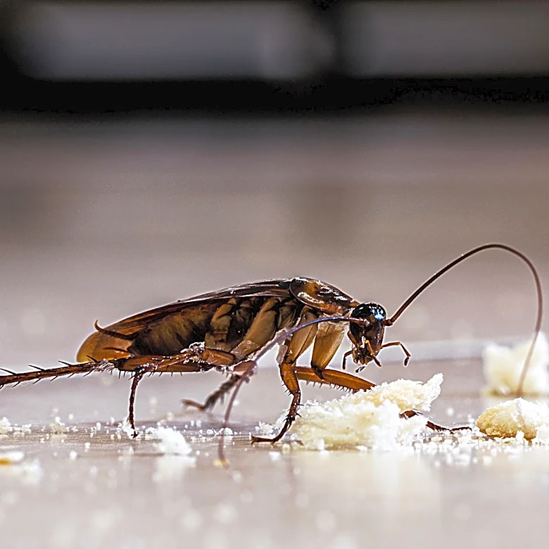 Can Your Neighbors Give You Roaches?