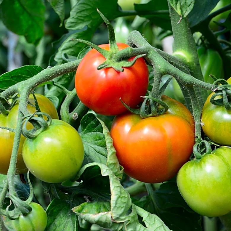 What Does First Blush Mean For Ripening Tomatoes?